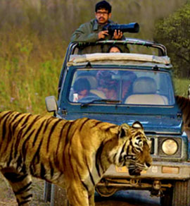 madhya pradesh pench safari online booking