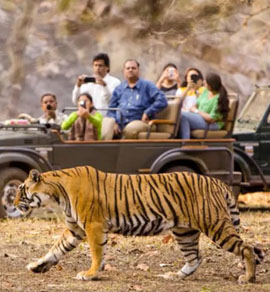 mp tourism safari booking pench